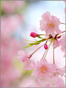 ime-ji